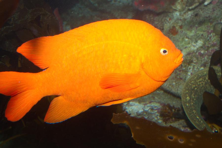A bright orange garibaldi fish