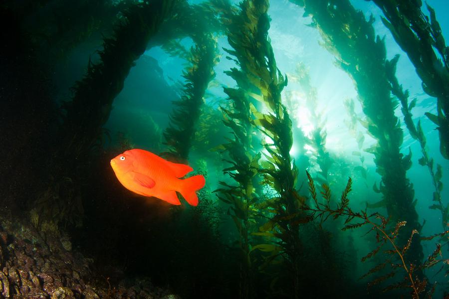 Sunlight streaming through a giant kelp forest with a garibaldi swimming