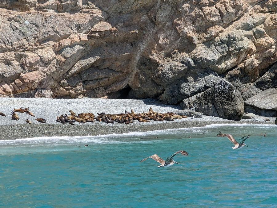 Sea lions lying on a cove beach below rocky cliffs while brown pelicans fly over the water